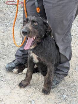 Emerald -  Labradoodle Dog for Adoption in Scottsburg, Indiana - Emerald | PetCurious