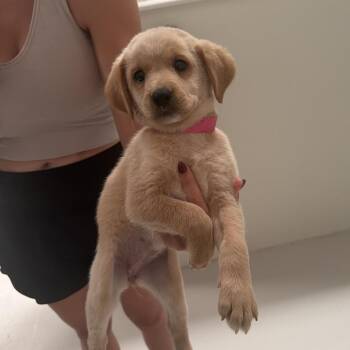 Bambi -  Labrador Retriever Dog for Adoption in Chicago, Illinois - Bambi | PetCurious