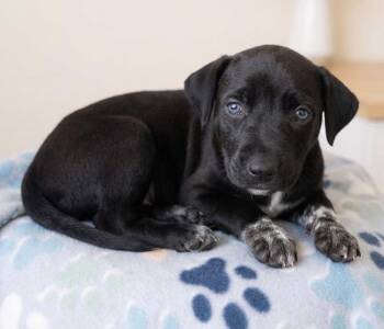 Jet -  Labrador Retriever and Australian Cattle Dog Blue Heeler Dog for Adoption in Crown Point, Indiana - Jet | PetCurious