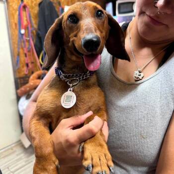 Available 8/30 BALLPARK FRANK -  Dachshund and None Dog for Adoption in Loves Park, Illinois - Available 8/30 BALLPARK FRANK | PetCurious