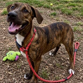 Texas -  Black Mouth Cur Dog for Adoption in Queen City, Texas - Texas | PetCurious