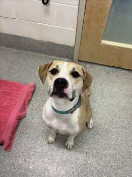 Pit Bull Terrier Dogs Available for Adoption - SHEBA | PetCurious