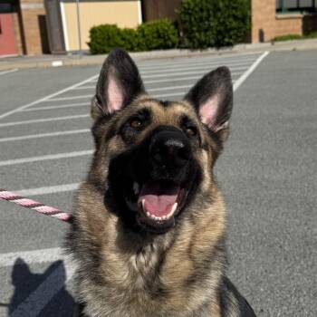 Jasmine -  German Shepherd Dog Dog for Adoption in Reno, Nevada - Jasmine | PetCurious