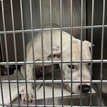Ace -  Pit Bull Terrier Dog for Adoption in Greensboro, North Carolina - Ace | PetCurious