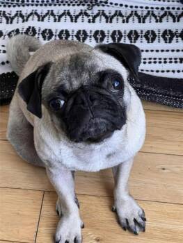 JESS -  Pug Dog for Adoption in Burbank, California - JESS | PetCurious
