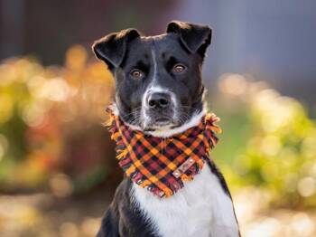Mason -  Pit Bull Terrier and Border Collie Dog for Adoption in Portland, Oregon - Mason | PetCurious