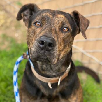 Cola -  Catahoula Leopard Dog and Mixed Breed Dog Available for Adoption in Goleta, California - Cola | PetCurious