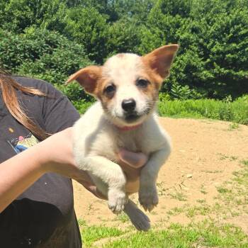 CT Argentina -  Mixed Breed Dog for Adoption in Stormville, New York - CT Argentina | PetCurious