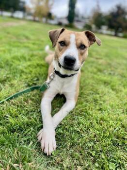 Milo -  Shepherd Dog for Adoption in Ventura, California - Milo | PetCurious