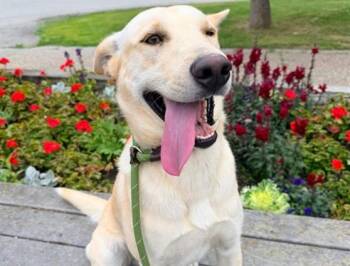 COD -  Husky and Mixed Breed Dog for Adoption in Anchorage, Alaska - COD | PetCurious