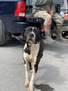 Mixed Breed Dogs Available for Adoption in Heuvelton, New York - Moon Pie | PetCurious