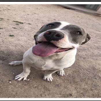 Bella Bee -  American Staffordshire Terrier Dog Available for Adoption in Apache Junction, Arizona - Bella Bee | PetCurious