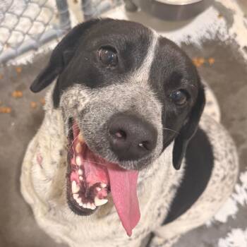 Bluetick Coonhound and Australian Cattle Dog Blue Heeler Dogs Available for Adoption in Evansville, Indiana - Little Bit | PetCurious