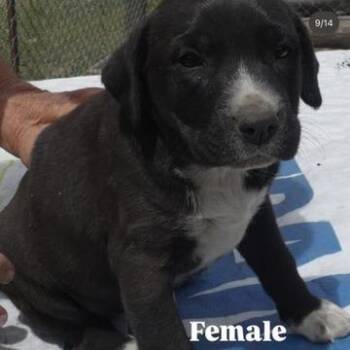 Shepherd and Mixed Breed Dogs Available for Adoption in Tacoma, Washington - Bean | PetCurious