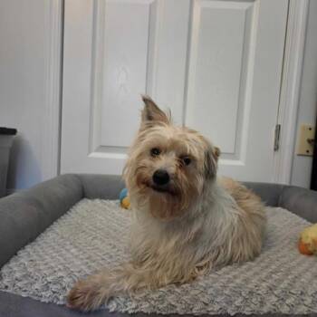 Rastafari Revolution -  Mixed Breed Dog Available for Adoption in Toms River, New Jersey - Rastafari Revolution | PetCurious