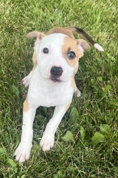 FLEUR -  Hound Dog for Adoption in Belmont, New York - FLEUR | PetCurious
