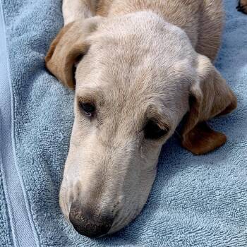 Orchid -*Available 6/6* Chino Hills Location -  Basset Hound and Mixed Breed Dog Available for Adoption in Chino Hills, California - Orchid -*Available 6/6* Chino Hills Location | PetCurious