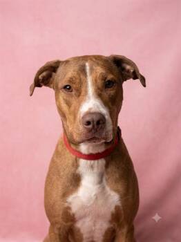CECE -  Mixed Breed Dog for Adoption in Jacksonville, Florida - CECE | PetCurious