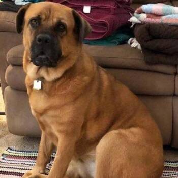 Bertha -  Chow Chow and Mixed Breed Dog for Adoption in Melbourne, Kentucky - Bertha | PetCurious