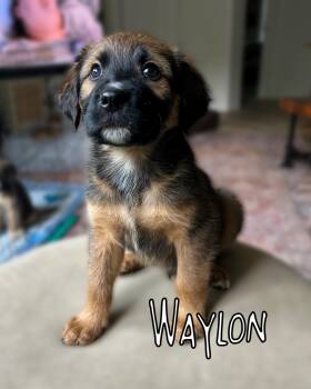 Waylon -  Mixed Breed Dog for Adoption in Richmond, Virginia - Waylon | PetCurious