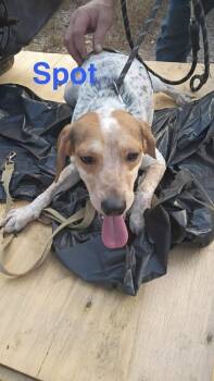 SF Spot -  Beagle and Chihuahua Dog for Adoption in Warrenton, Missouri - SF Spot | PetCurious