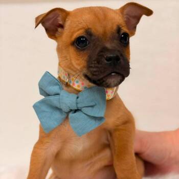 Diesel JUGgernauts -  Pug and Jack Russell Terrier Dog for Adoption in Allen, Texas - Diesel JUGgernauts | PetCurious