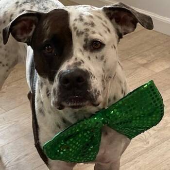 INKY (220) -  German Shorthaired Pointer and American Staffordshire Terrier Dog for Adoption in Indiantown, Florida - INKY (220) | PetCurious