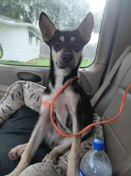 FINN (TN) -  Black And Tan Coonhound Dog for Adoption in Klein, Texas - FINN (TN) | PetCurious