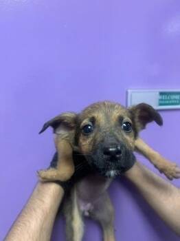 61385076 -  Shepherd and Mixed Breed Dog for Adoption in El Paso, Texas - 61385076 | PetCurious