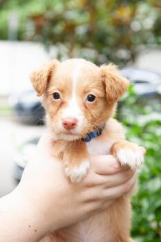 Beetle -  Aussiedoodle and Goldendoodle Dog for Adoption in Franklin, Tennessee - Beetle | PetCurious