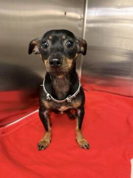 COCOA -  Chihuahua Dog for Adoption in Doral, Florida - COCOA | PetCurious