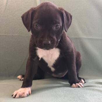 Silk -  Black Labrador Retriever and Mixed Breed Dog for Adoption in St. Peters, Missouri - Silk | PetCurious