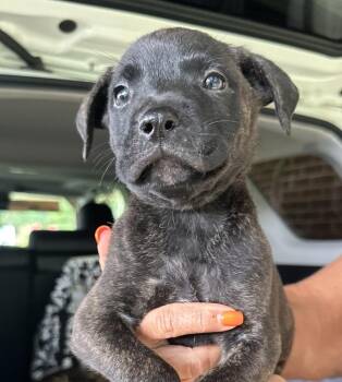 Pauly -  Shepherd and American Bulldog Dog for Adoption in Troy, Alabama - Pauly | PetCurious