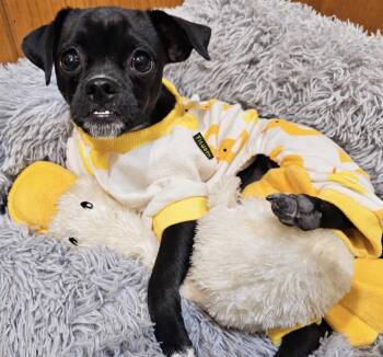 TRUFFLE -  Chihuahua and Pug Dog for Adoption in Houston, Texas - TRUFFLE | PetCurious