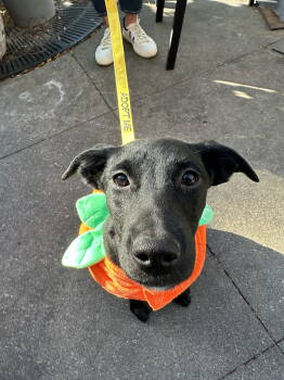 Rescue Labrador Retriever Dogs for Adoption - Venus | PetCurious