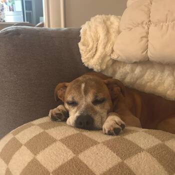 Sherman D71222 -  Pit Bull Terrier and Mixed Breed Dog for Adoption in Minnetonka, Minnesota - Sherman D71222 | PetCurious