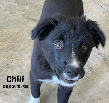 Chili -  Border Collie Dog for Adoption in Seymour, Indiana - Chili | PetCurious