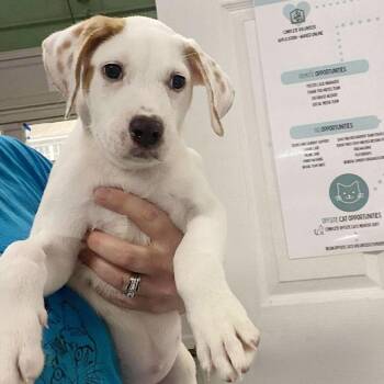 Mixed Breed Dogs Available for Adoption in Fredericksburg, Virginia - Zelecka | PetCurious