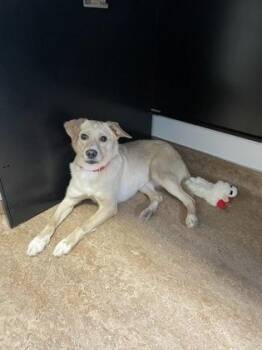 Mixed Breed Dogs Available for Adoption in Fairfax, Virginia - Blossom - In Foster! | PetCurious