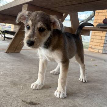 Terrier Dogs Available for Adoption - Oatie | PetCurious