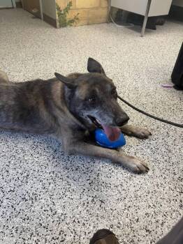 Belgian Shepherd Malinois Dogs Available for Adoption - Clyde- Located In Oklahoma | PetCurious