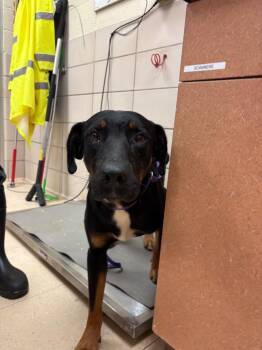 Rottweiler and Mixed Breed Dogs Available for Adoption in Bossier City, Louisiana - Andy | PetCurious