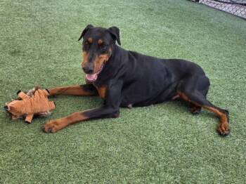 Doberman Pinscher Dogs Available for Adoption - VURI | PetCurious