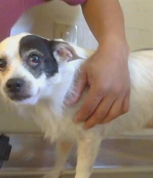 SPOT -  Chihuahua Dog for Adoption in Sacramento, California - SPOT | PetCurious