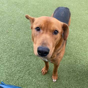 Foxhound Dogs Available for Adoption - Cinnamon | PetCurious