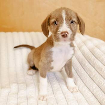 Labrador Retriever and Terrier Dogs Available for Adoption in Valparaiso, Indiana - Roomba | PetCurious