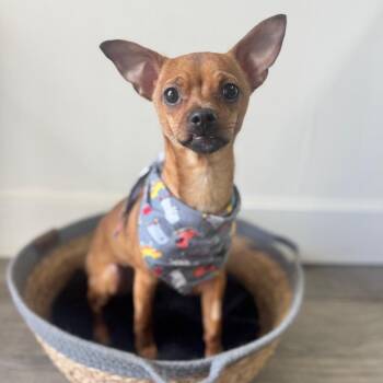 Johnny Applehead -  Chihuahua Dog for Adoption in Brownsboro, Alabama - Johnny Applehead | PetCurious