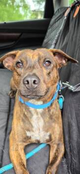 Busta Rhymes -  Chihuahua Dog Available for Adoption in Waverly, New York - Busta Rhymes | PetCurious