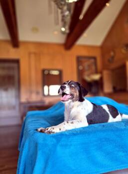 Riata -  Australian Shepherd and Border Collie Dog for Adoption in Boerne, Texas - Riata | PetCurious