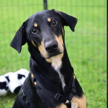Strawberry -  Doberman Pinscher and Rottweiler Dog for Adoption in Liverpool, Texas - Strawberry | PetCurious